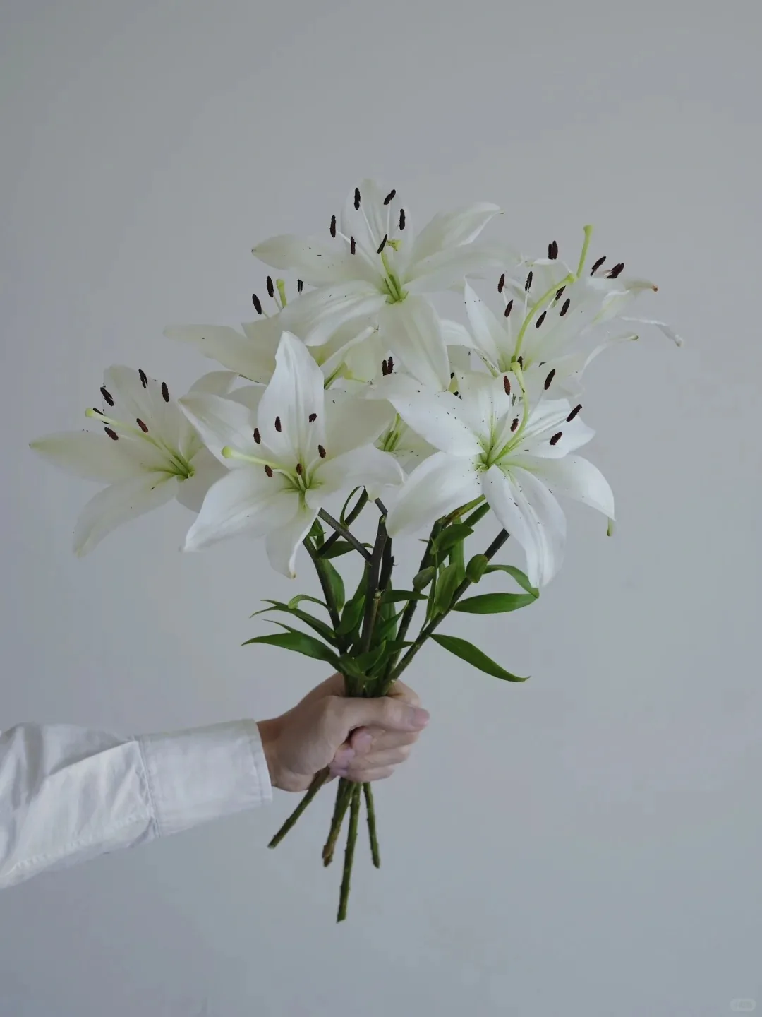百合 · 亚百·白雪公主